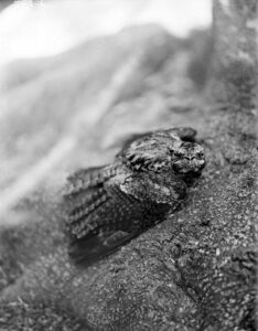 Grey Nightjar