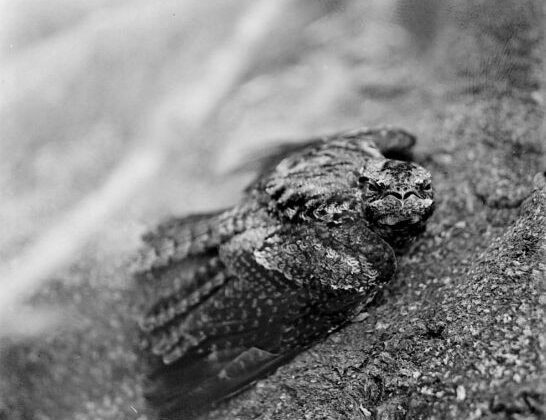 Grey Nightjar