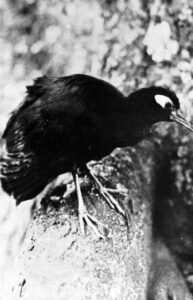 Blue-faced Rail