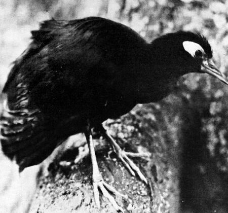 Blue-faced Rail