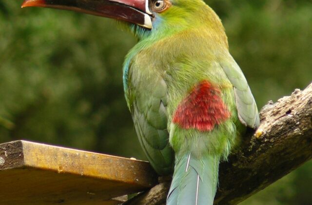 Crimson-rumped Toucanet