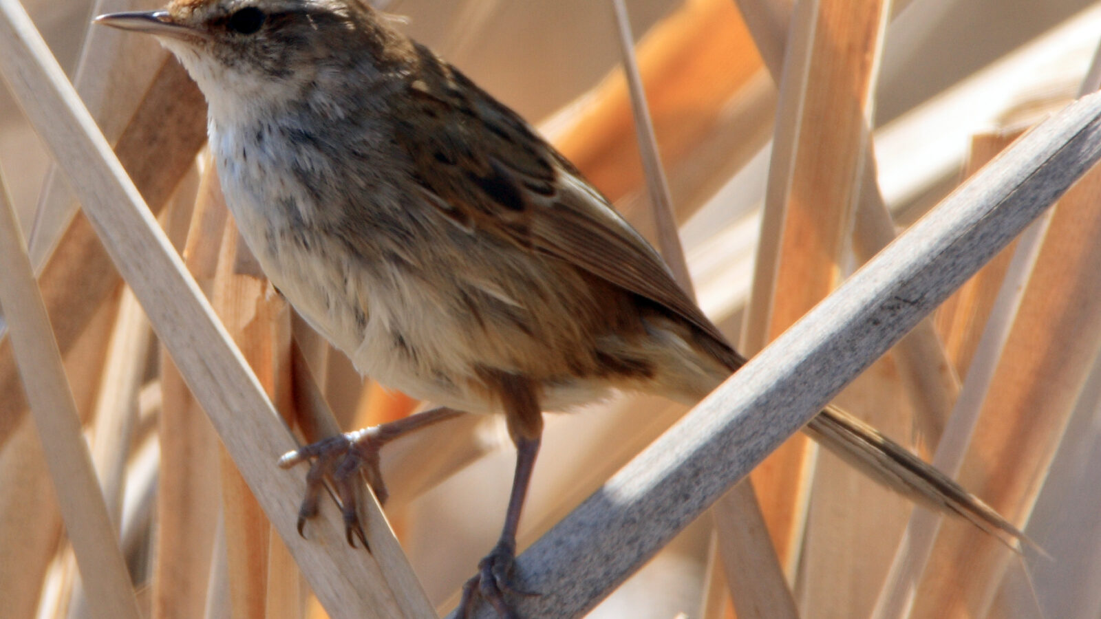 Little Grassbird