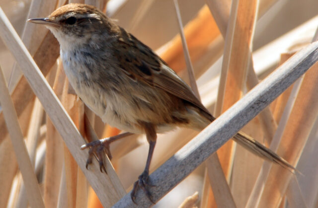Little Grassbird