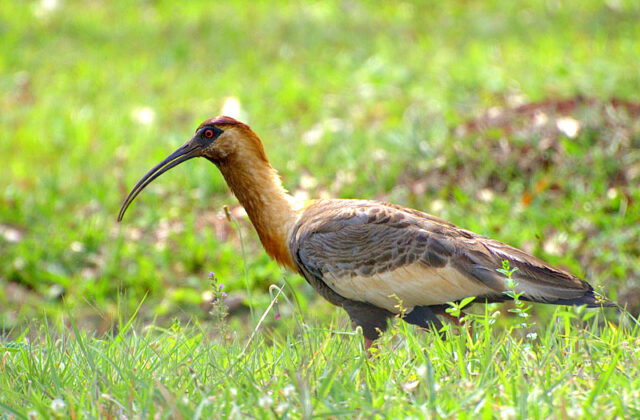 Buff-necked Ibis