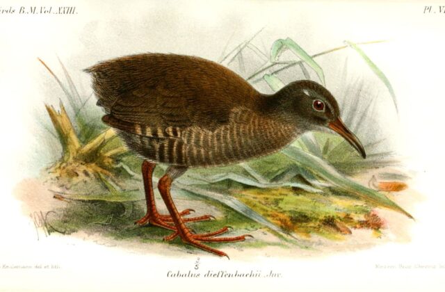 Dieffenbach’s Rail