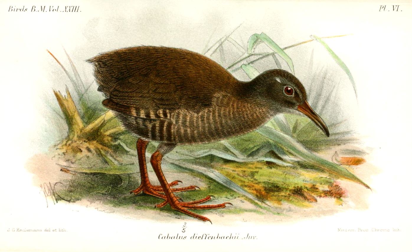 Dieffenbach’s Rail