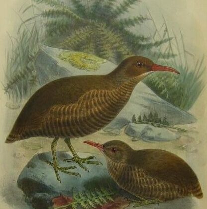 Chatham Islands Rail
