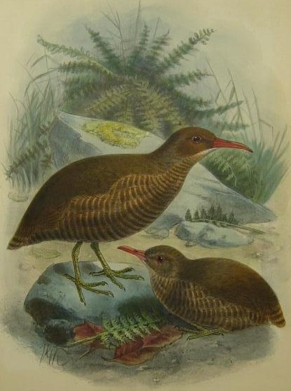 Chatham Islands Rail