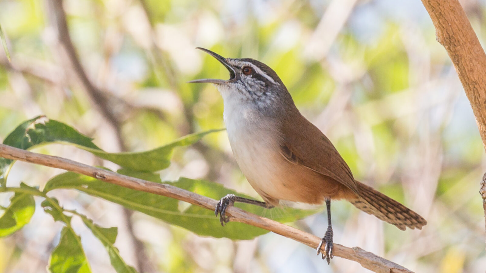Cabanis’s Wren