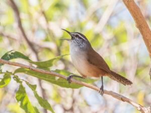 Cabanis’s Wren