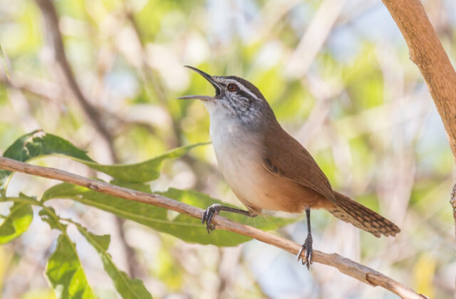 Cabanis’s Wren