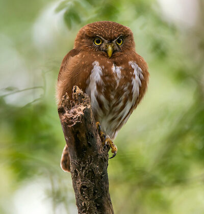 East Brazilian Pygmy Owl