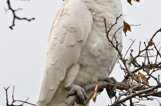 Sulphur-crested Cockatoo