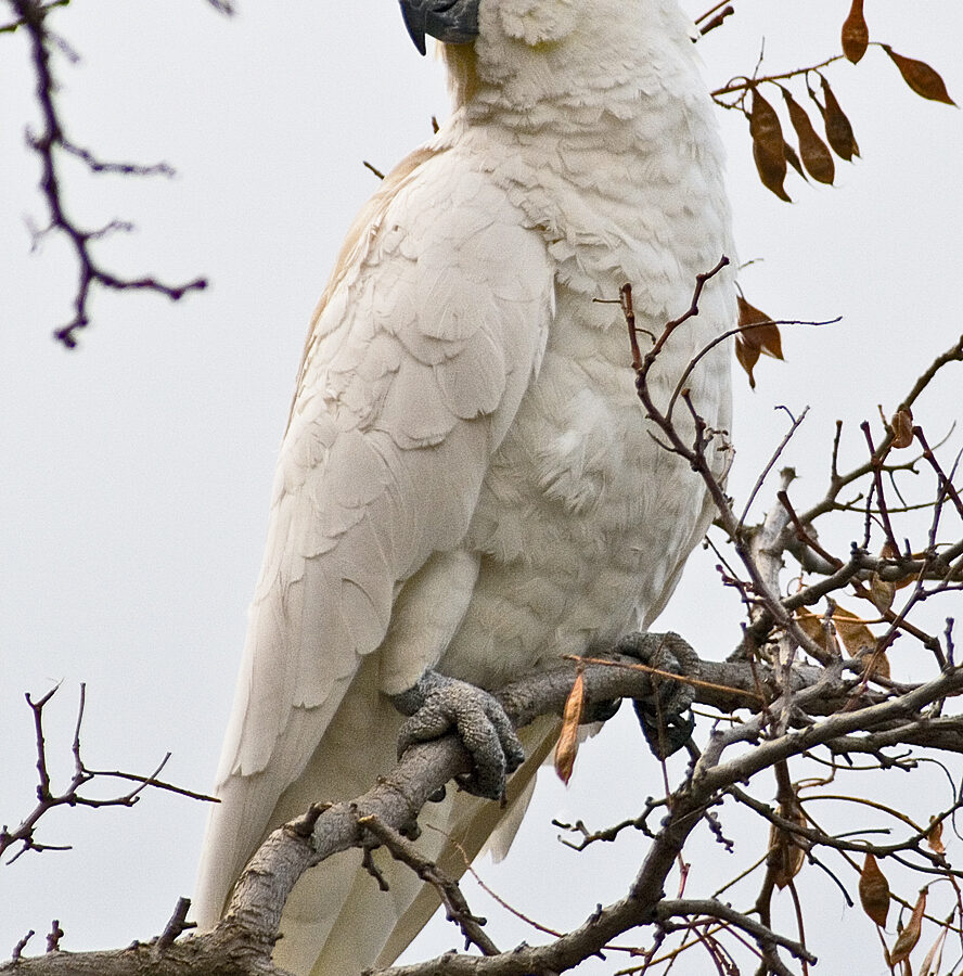 Sulphur-crested Cockatoo