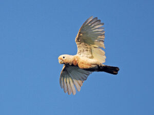 Tanimbar Corella