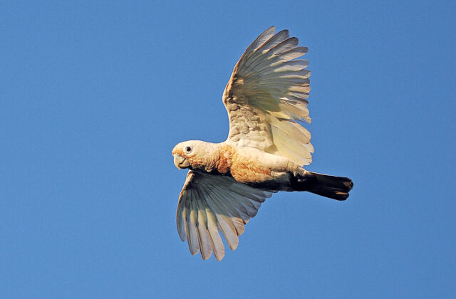 Tanimbar Corella