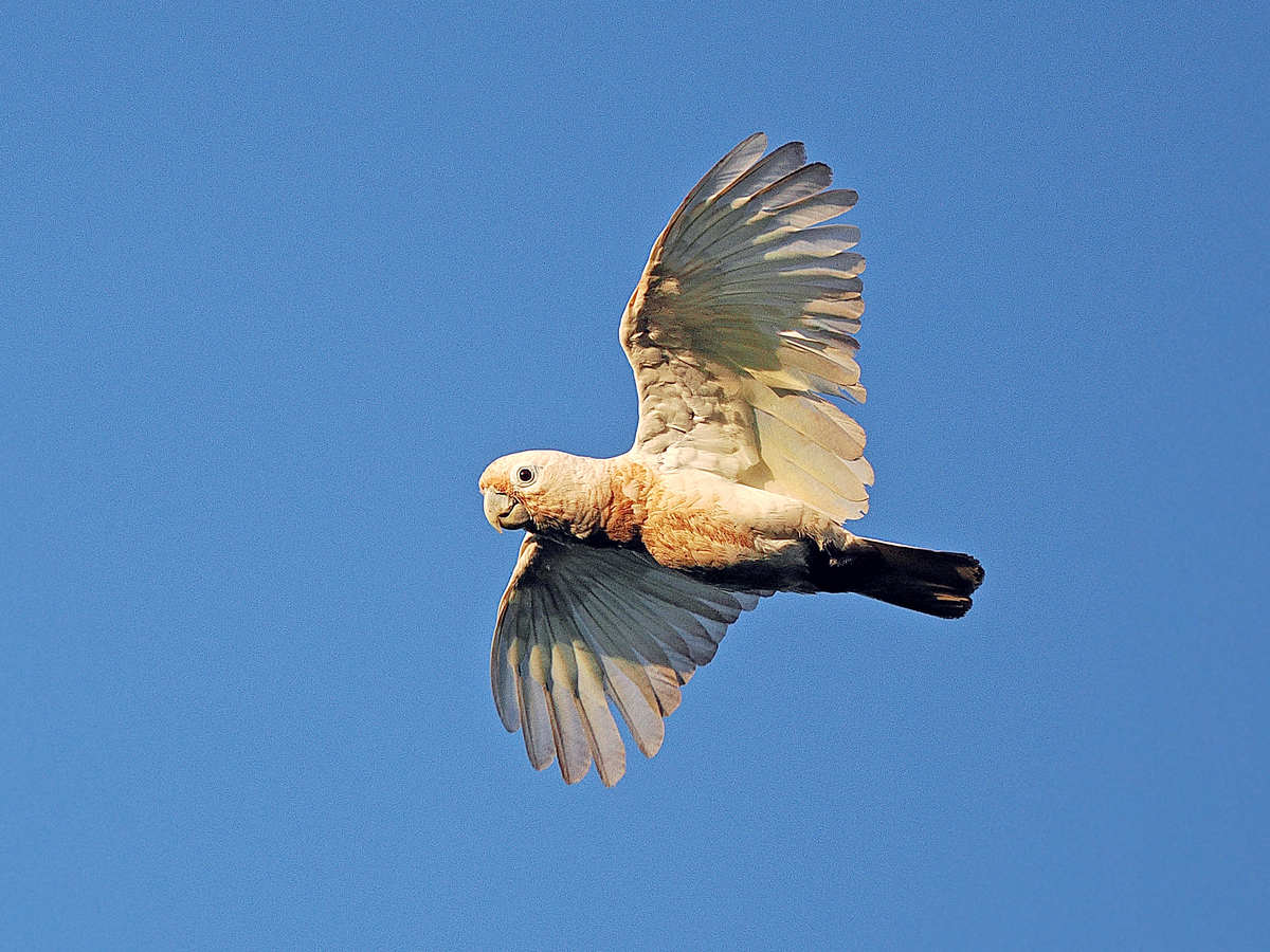 Tanimbar Corella