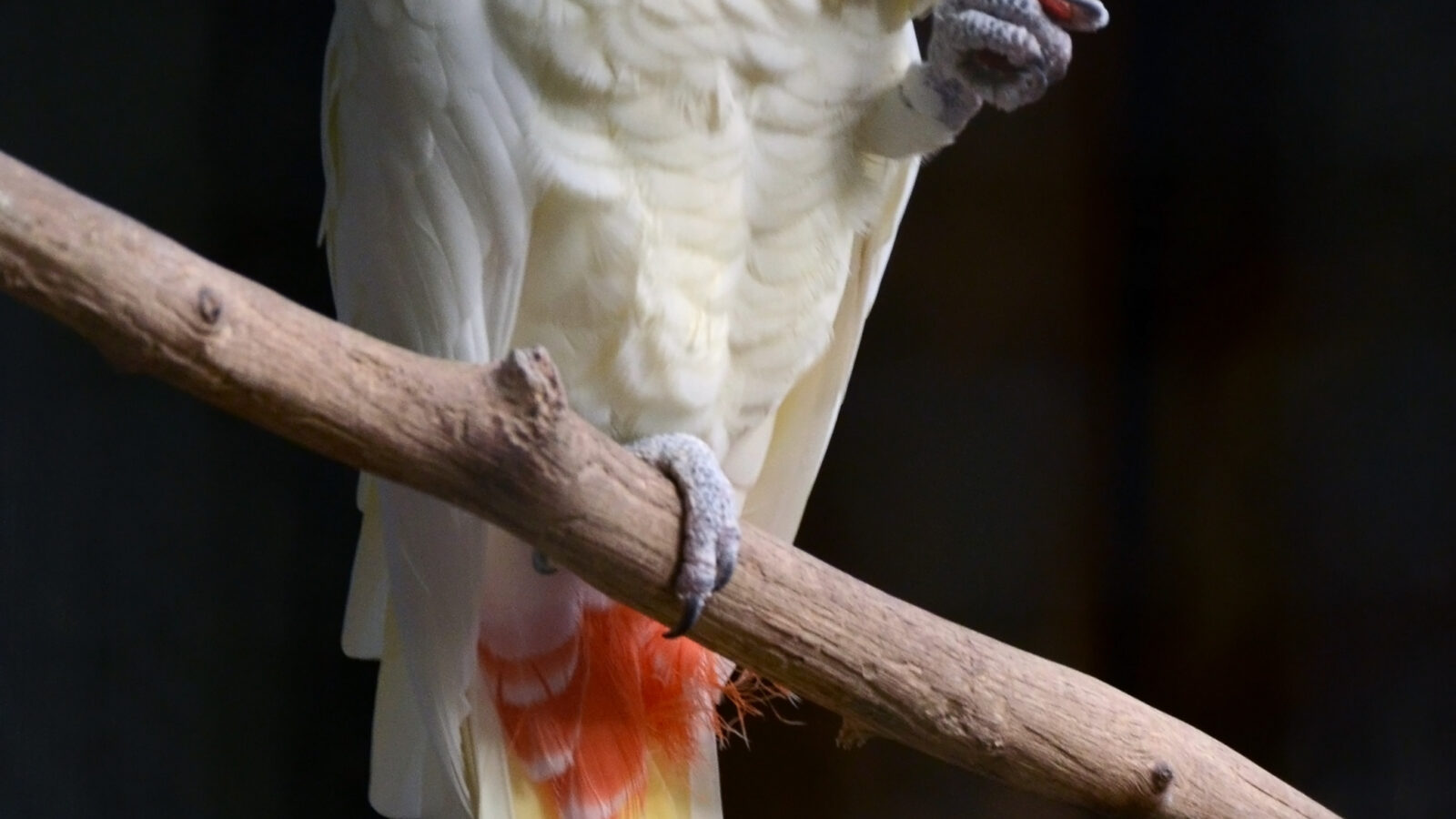 Red-vented Cockatoo