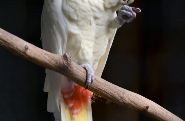 Red-vented Cockatoo
