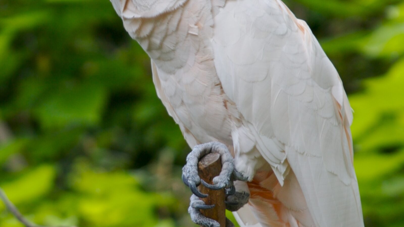 Salmon-crested Cockatoo