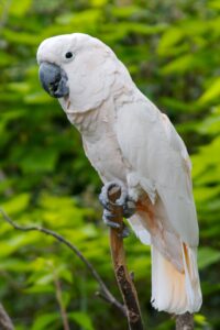 Salmon-crested Cockatoo