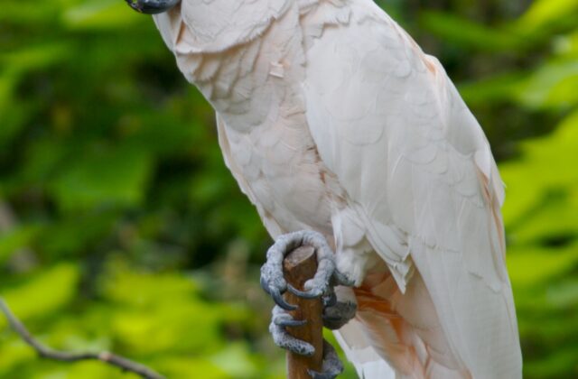 Salmon-crested Cockatoo