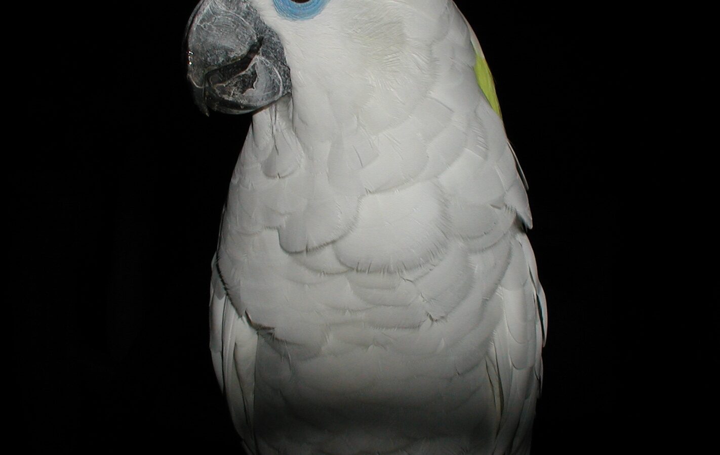 Blue-eyed Cockatoo