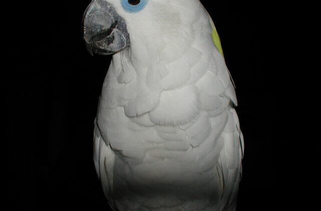 Blue-eyed Cockatoo
