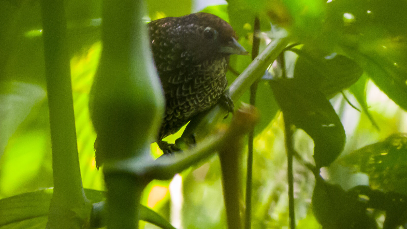 Cachar Wedge-billed Babbler