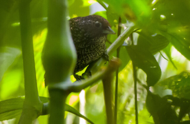 Cachar Wedge-billed Babbler