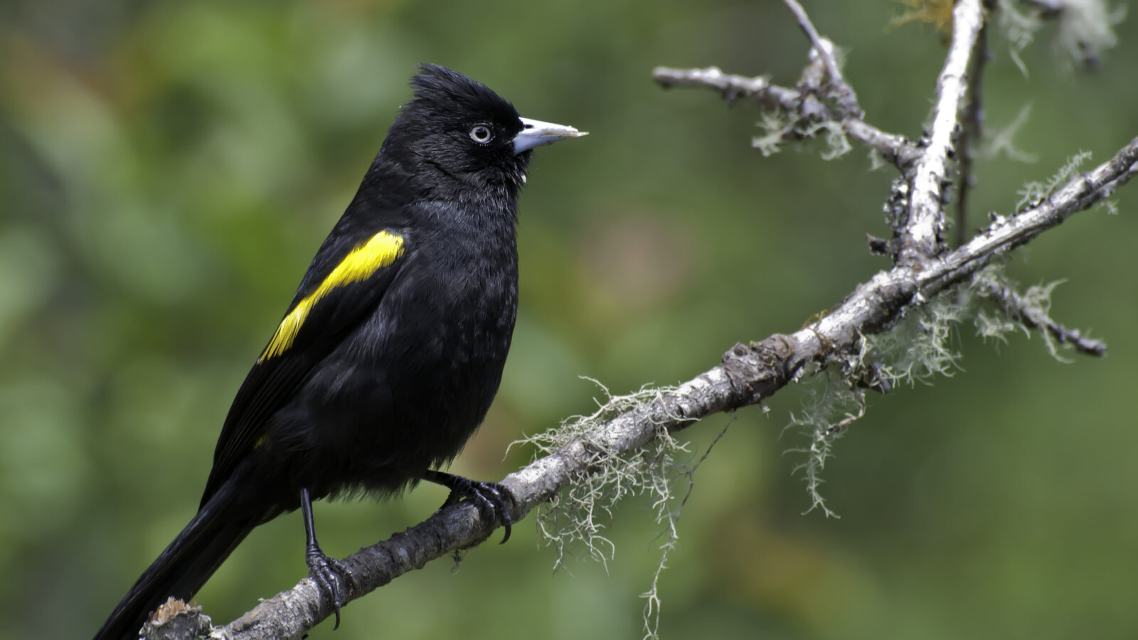 Golden-winged Cacique