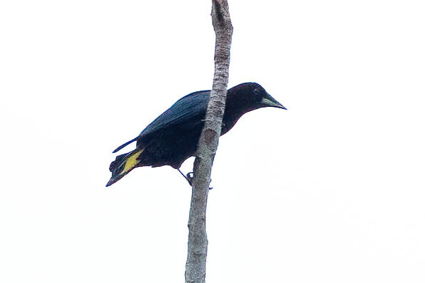 Band-tailed Cacique