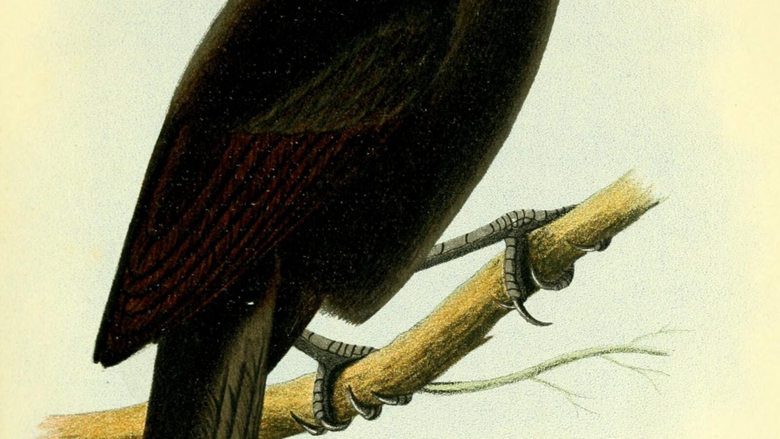 Ecuadorian Cacique