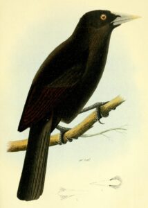 Ecuadorian Cacique