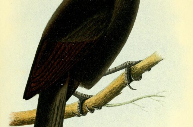 Ecuadorian Cacique