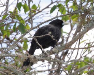 Solitary Cacique