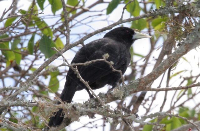 Solitary Cacique