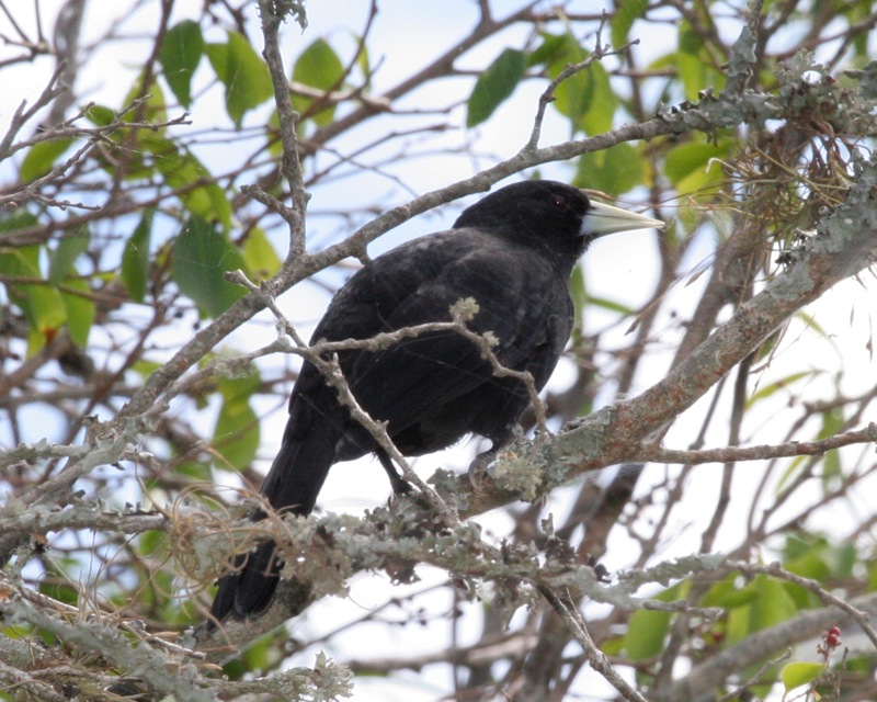 Solitary Cacique
