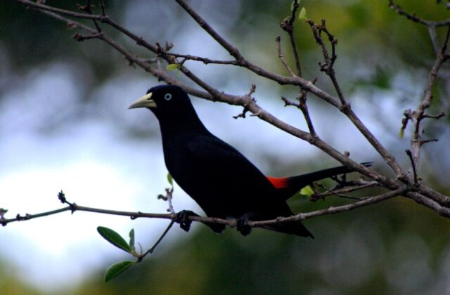 Scarlet-rumped Cacique