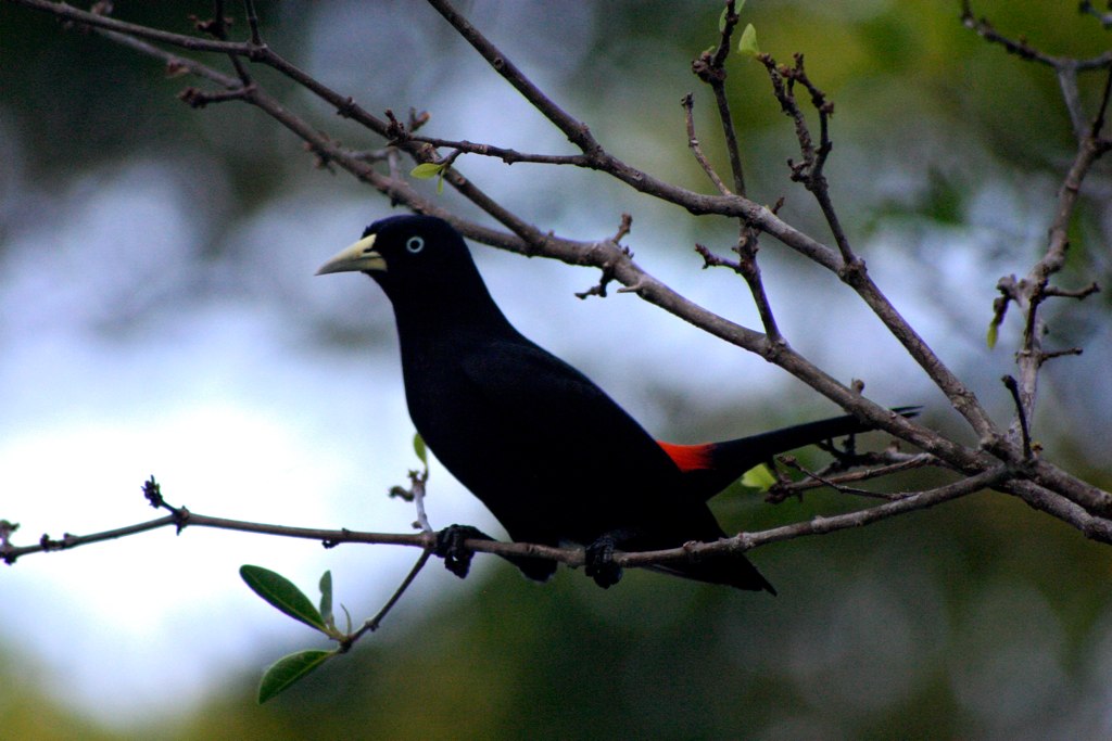 Scarlet-rumped Cacique
