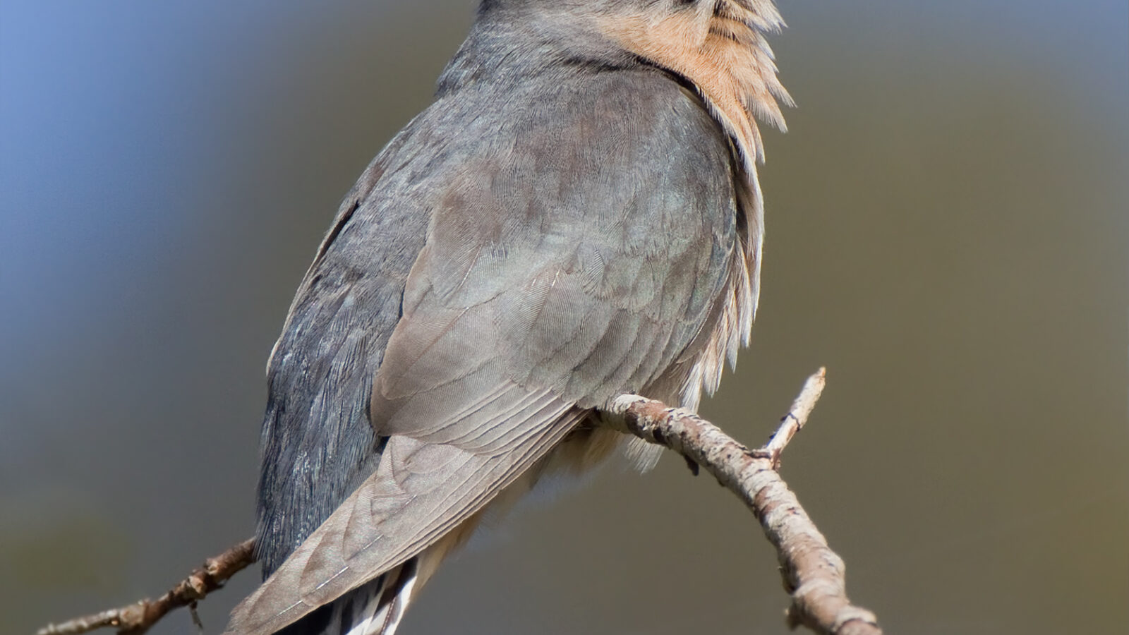 Fan-tailed Cuckoo