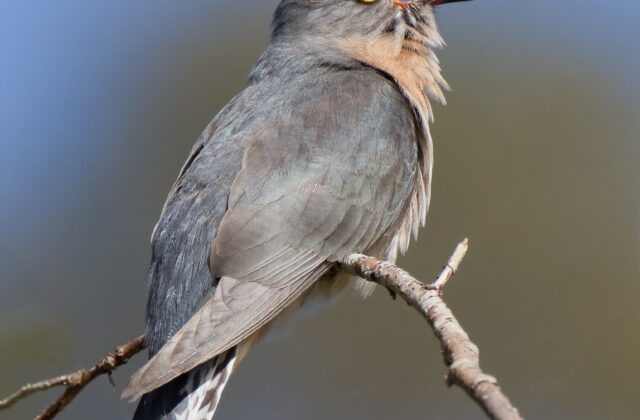 Fan-tailed Cuckoo