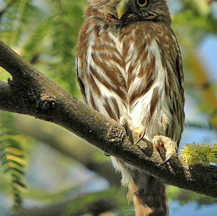 Ferruginous Pygmy Owl