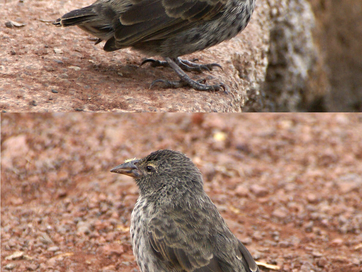 Common Cactus Finch