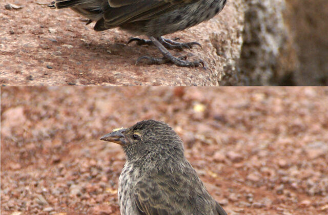 Common Cactus Finch