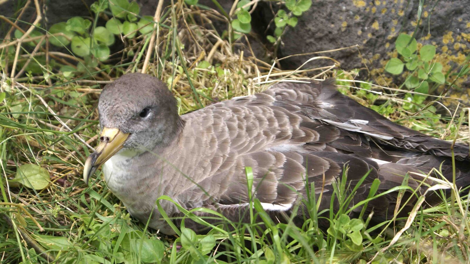 Cory’s Shearwater