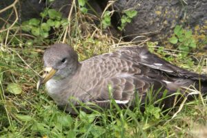 Cory’s Shearwater