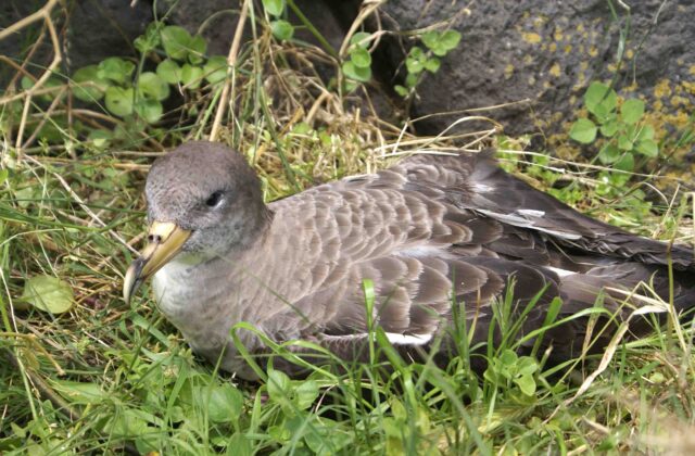 Cory’s Shearwater