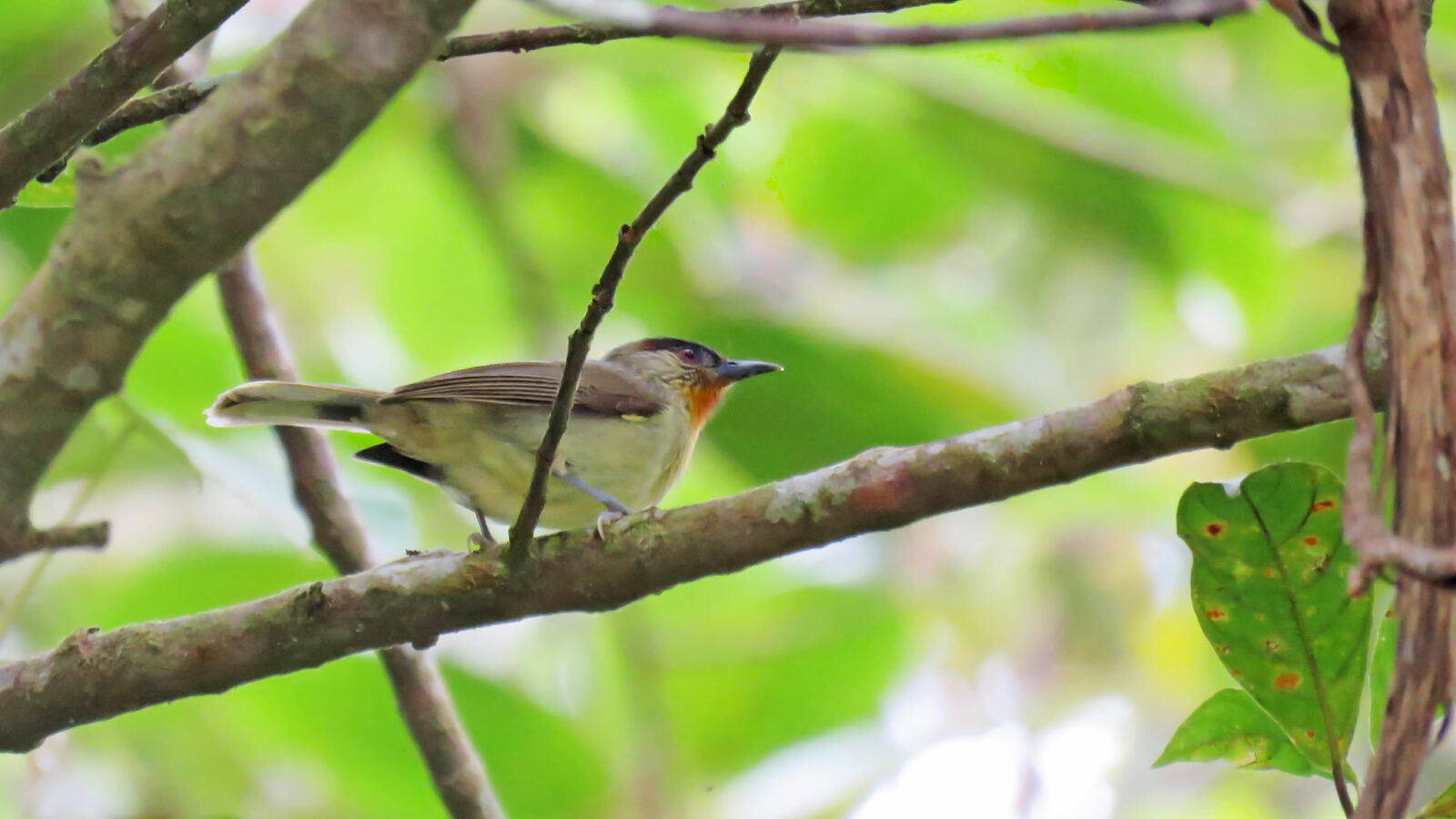 Calabarzon Babbler