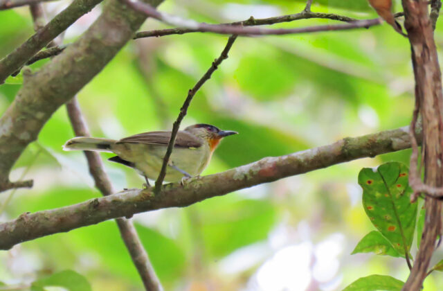 Calabarzon Babbler